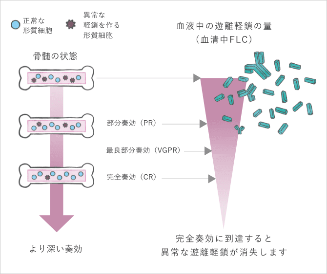 「全身性ALアミロイドーシスの治療」の説明画像