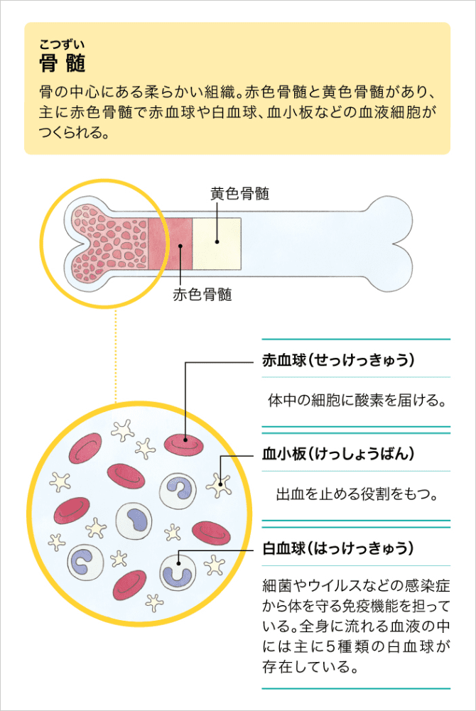 「血液は骨の中でつくられている」の説明画像